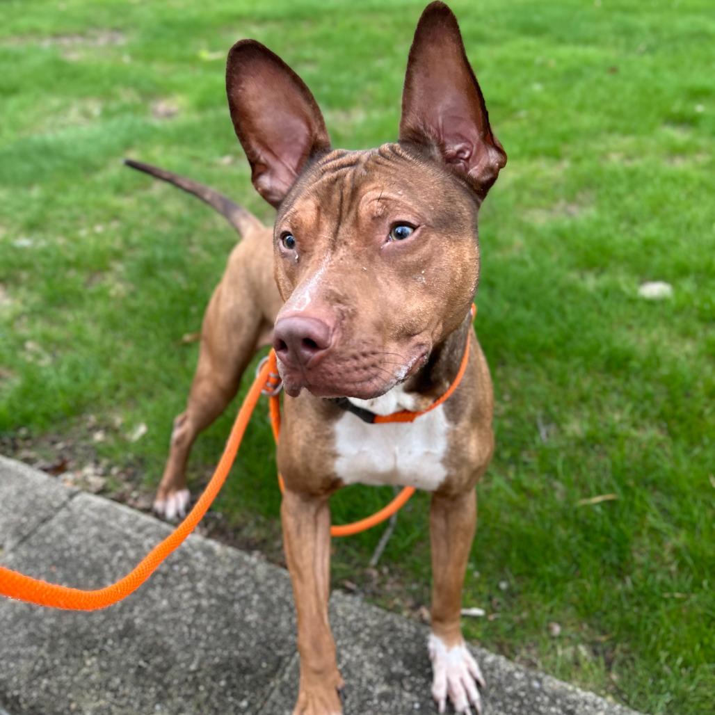 Marlo, Adoptable, Young Male American Staffordshire Terrier.
