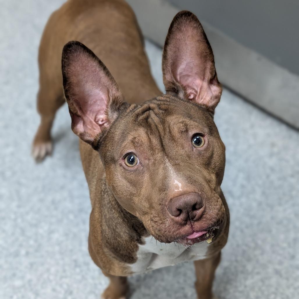 Enlarge Marlo, a Adoptable American Staffordshire Terrier in Grand Rapids, MI image 1/2