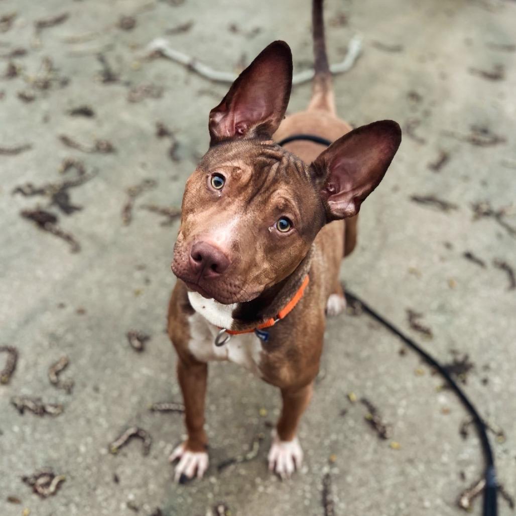 Enlarge Marlo, a Adoptable American Staffordshire Terrier in Grand Rapids, MI image 2/2