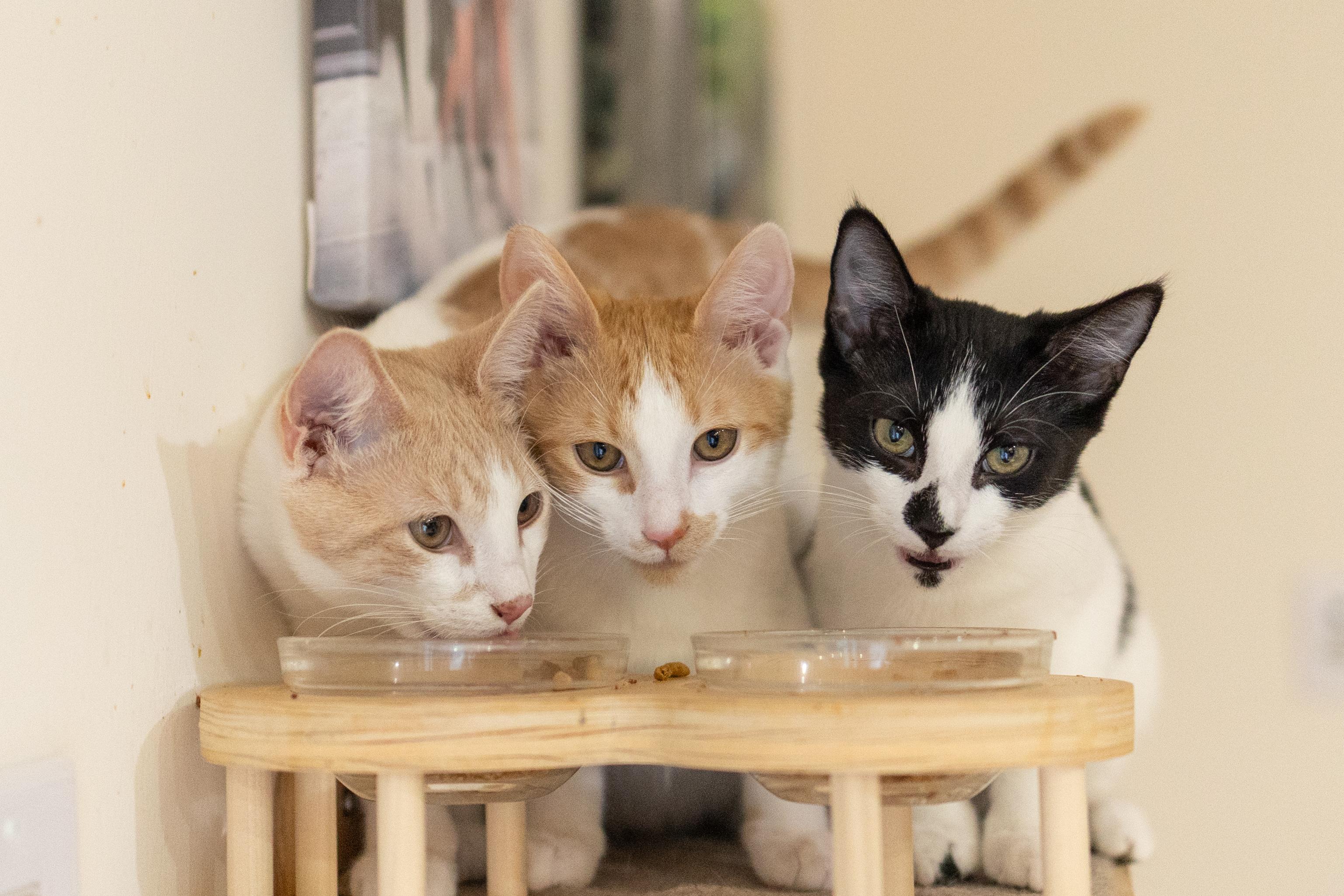 Enlarge Freddie, a Adoptable Domestic Short Hair in Avondale Estates, GA image 4/6