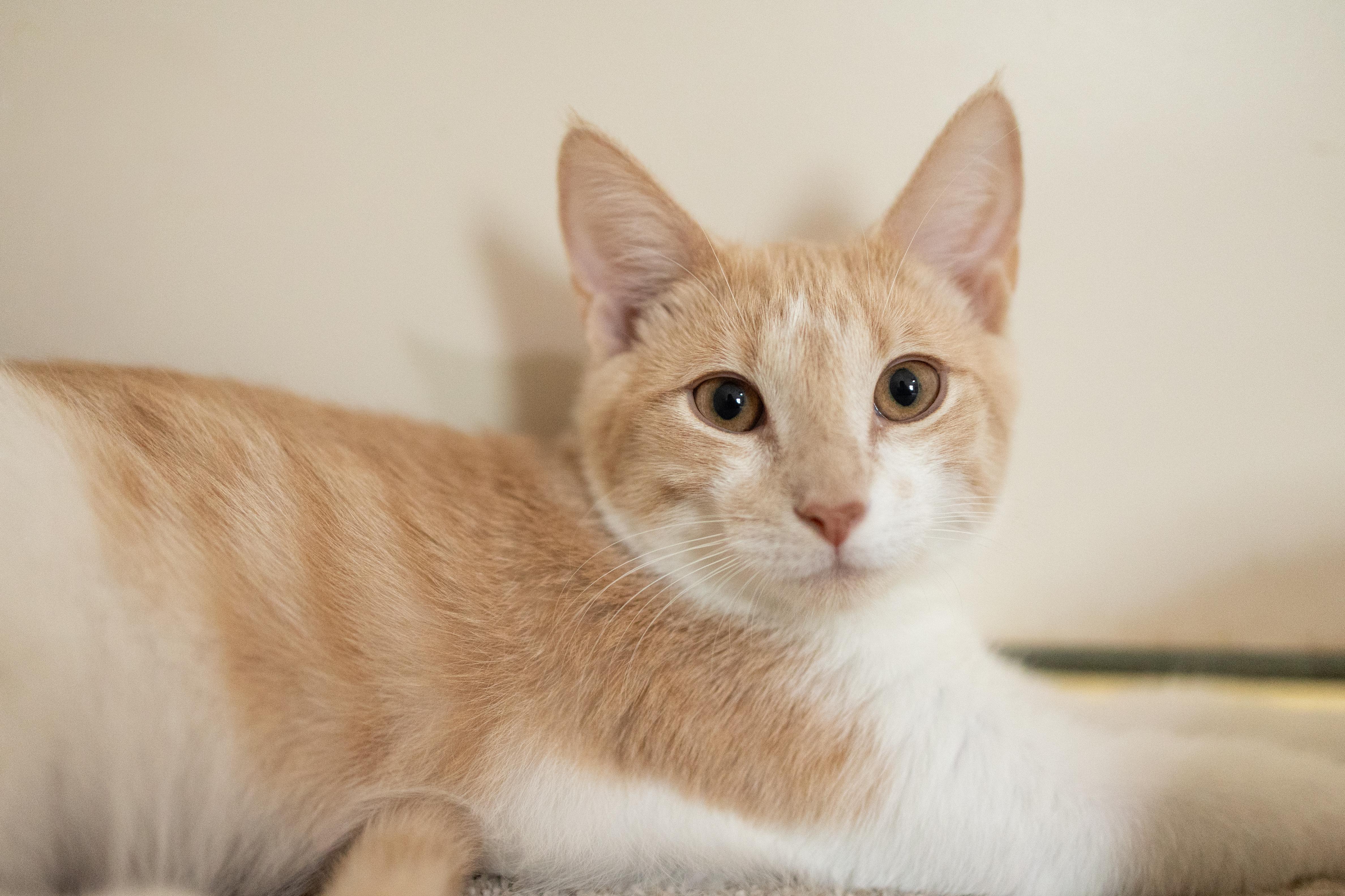 Enlarge Freddie, a Adoptable Domestic Short Hair in Avondale Estates, GA image 3/6
