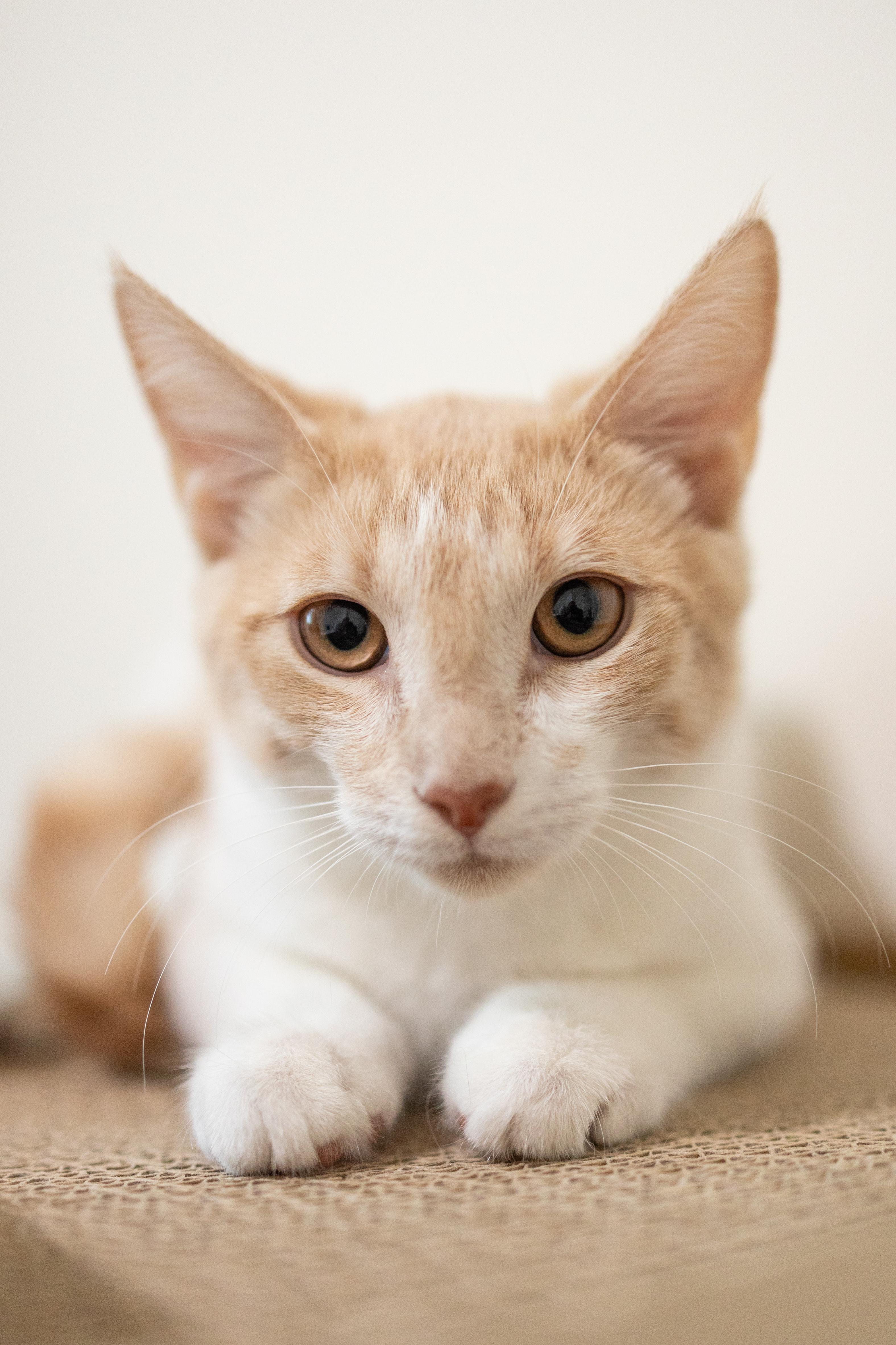 Freddie, Adoptable, Young Male Domestic Short Hair.