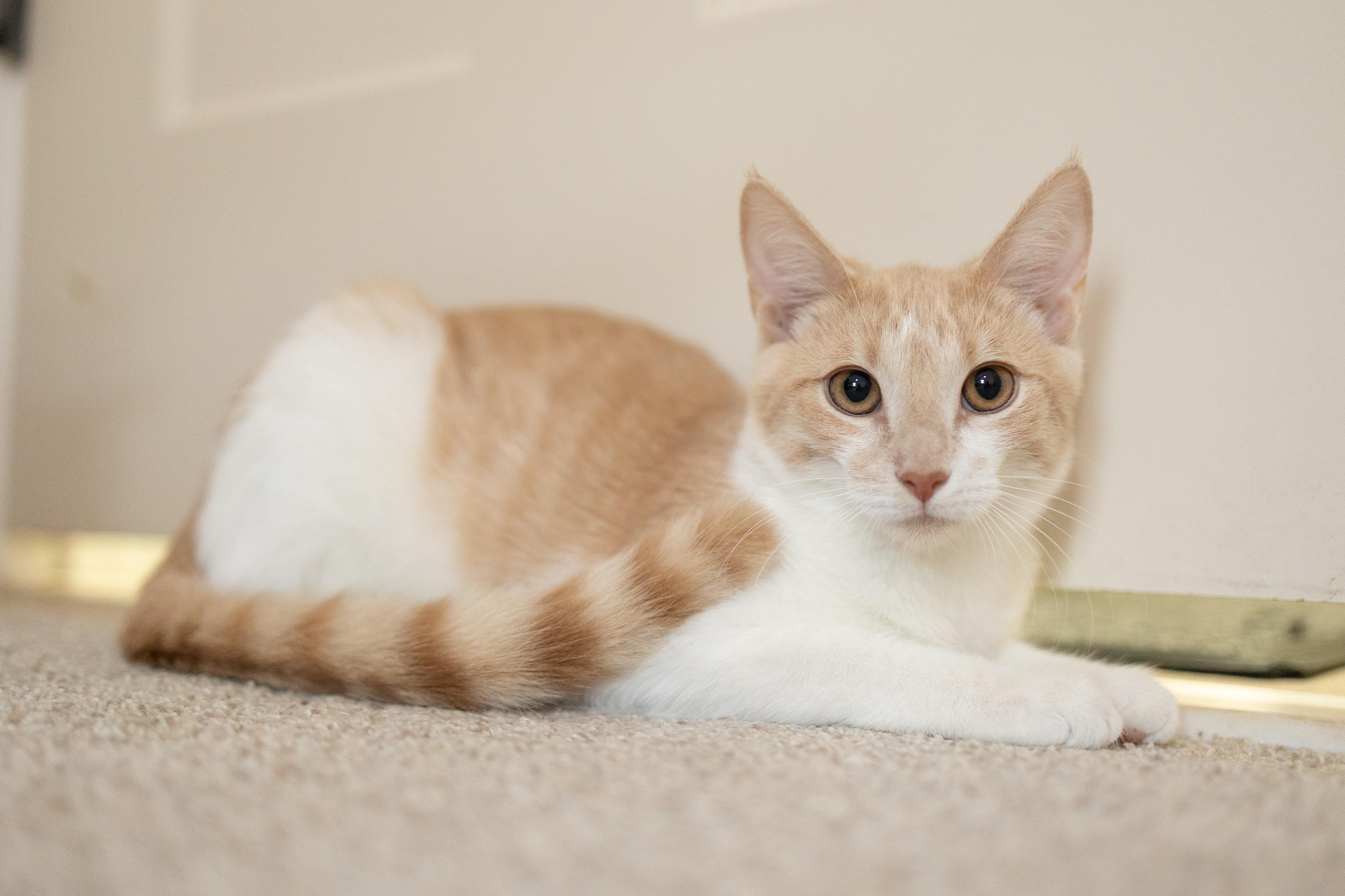 Enlarge Freddie, a Adoptable Domestic Short Hair in Avondale Estates, GA image 6/6