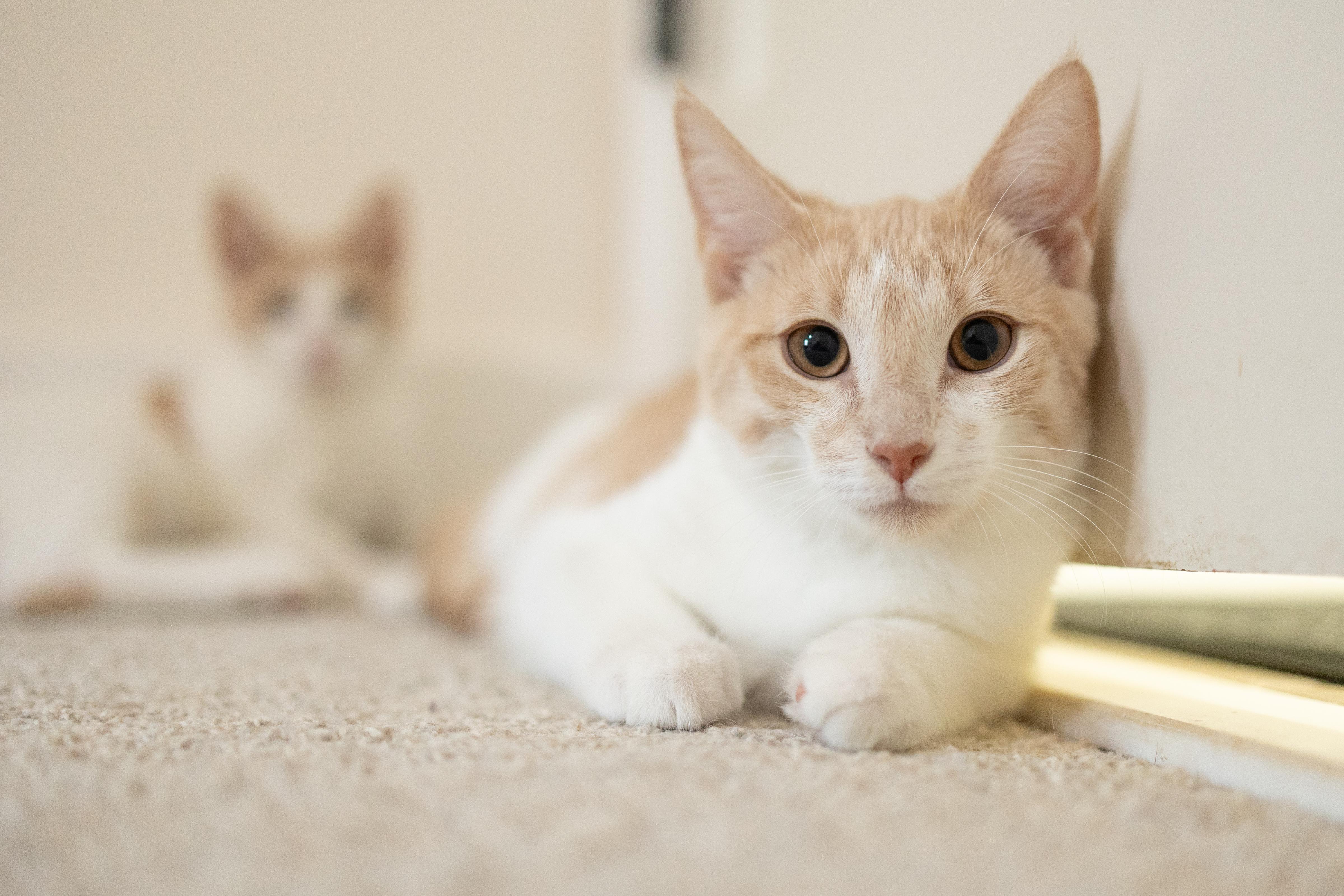 Enlarge Freddie, a Adoptable Domestic Short Hair in Avondale Estates, GA image 2/6