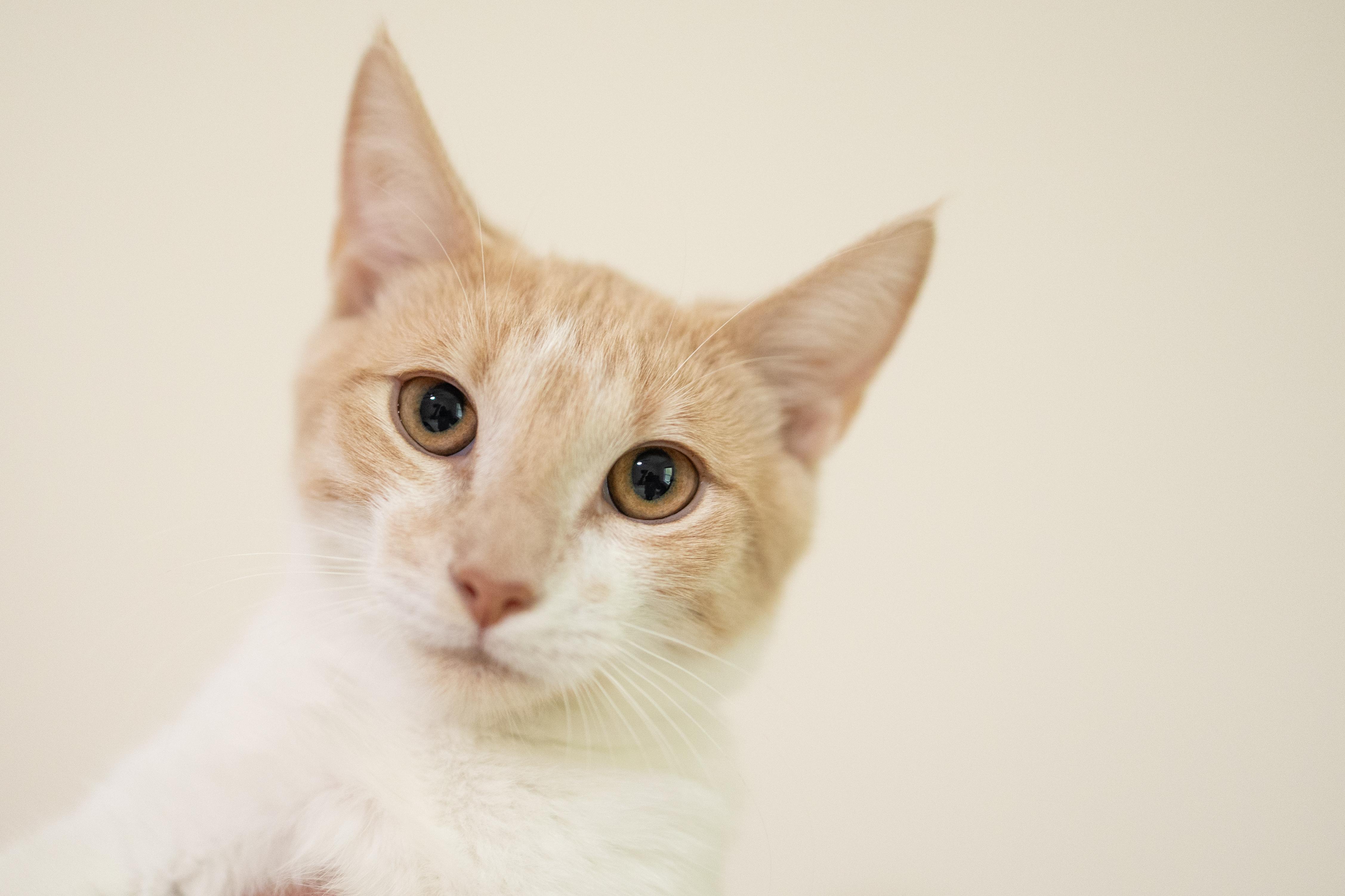 Enlarge Freddie, a Adoptable Domestic Short Hair in Avondale Estates, GA image 5/6