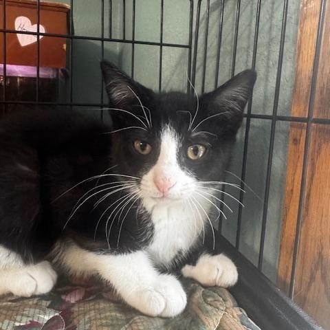 Christian and Murray, a ADOPTABLE Domestic Short Hair in Hutchinson, MN image 2/4