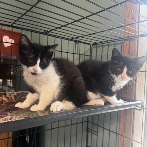 Christian and Murray, a ADOPTABLE Domestic Short Hair in Hutchinson, MN image 1/4