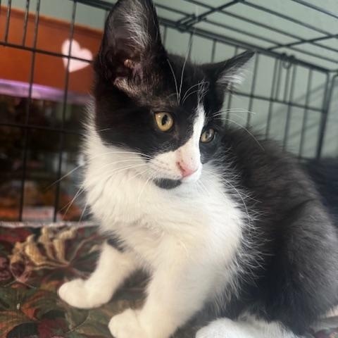 Christian and Murray, a ADOPTABLE Domestic Short Hair in Hutchinson, MN image 3/4