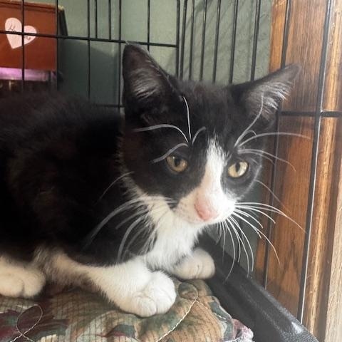 Christian and Murray, a ADOPTABLE Domestic Short Hair in Hutchinson, MN image 4/4