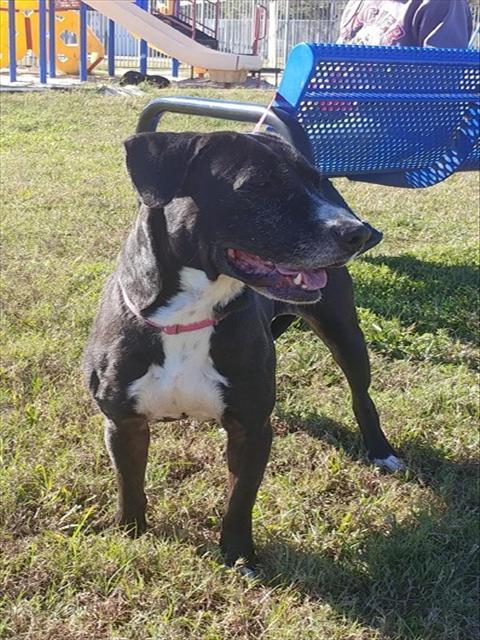 Enlarge GAMMY, a Adoptable mixed breed in Pasadena, TX image 1/1