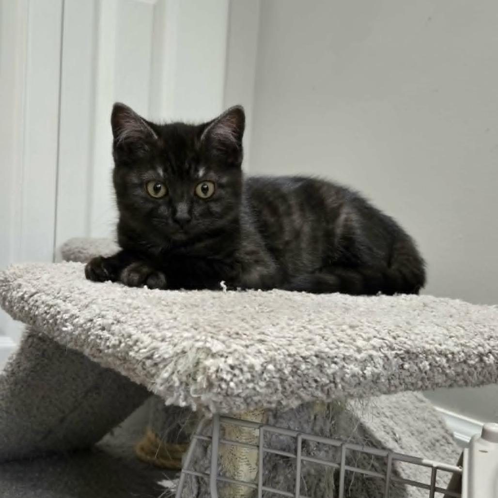 Enlarge Andrea, a Adoptable Domestic Short Hair in Abbotsford, BC image 1/4