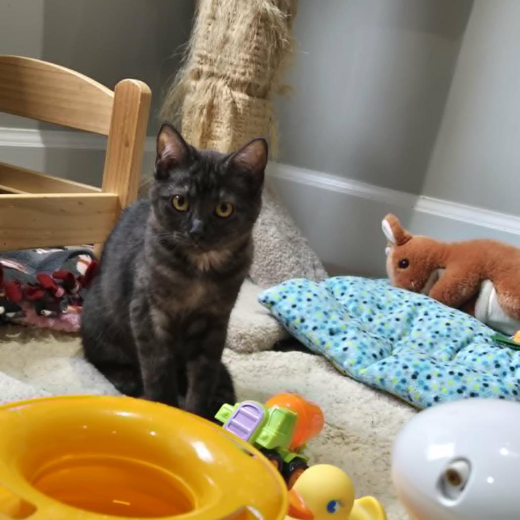 Enlarge Andrea, a Adoptable Domestic Short Hair in Abbotsford, BC image 2/4