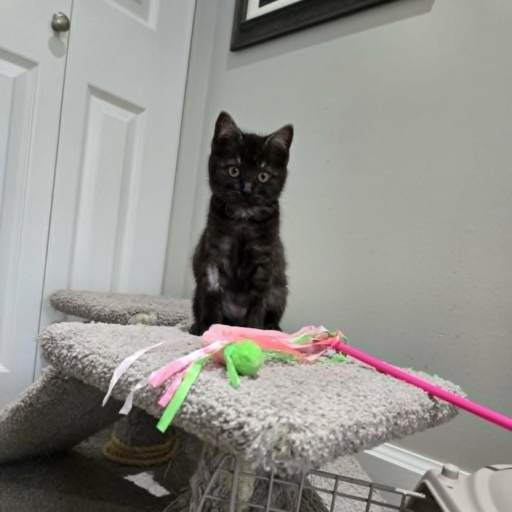 Enlarge Andrea, a Adoptable Domestic Short Hair in Abbotsford, BC image 3/4