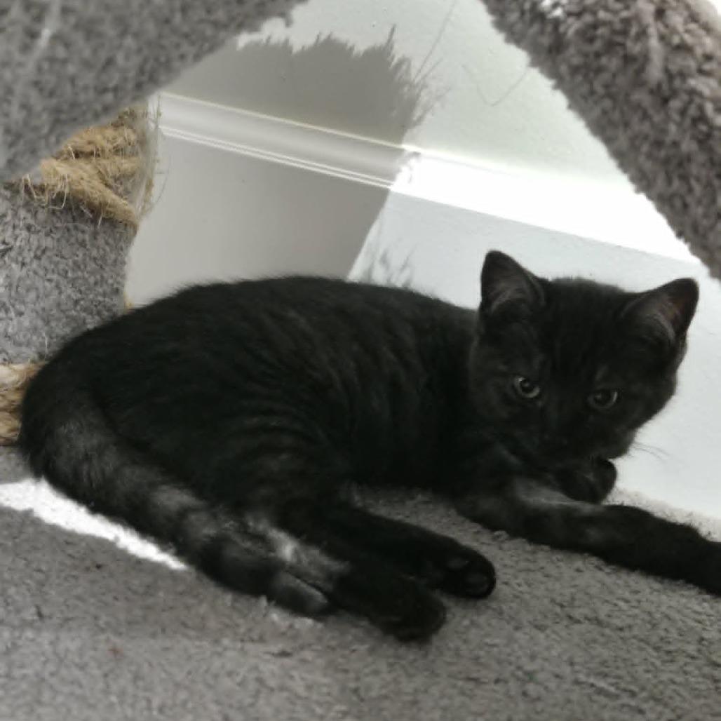 Enlarge Andrea, a Adoptable Domestic Short Hair in Abbotsford, BC image 4/4