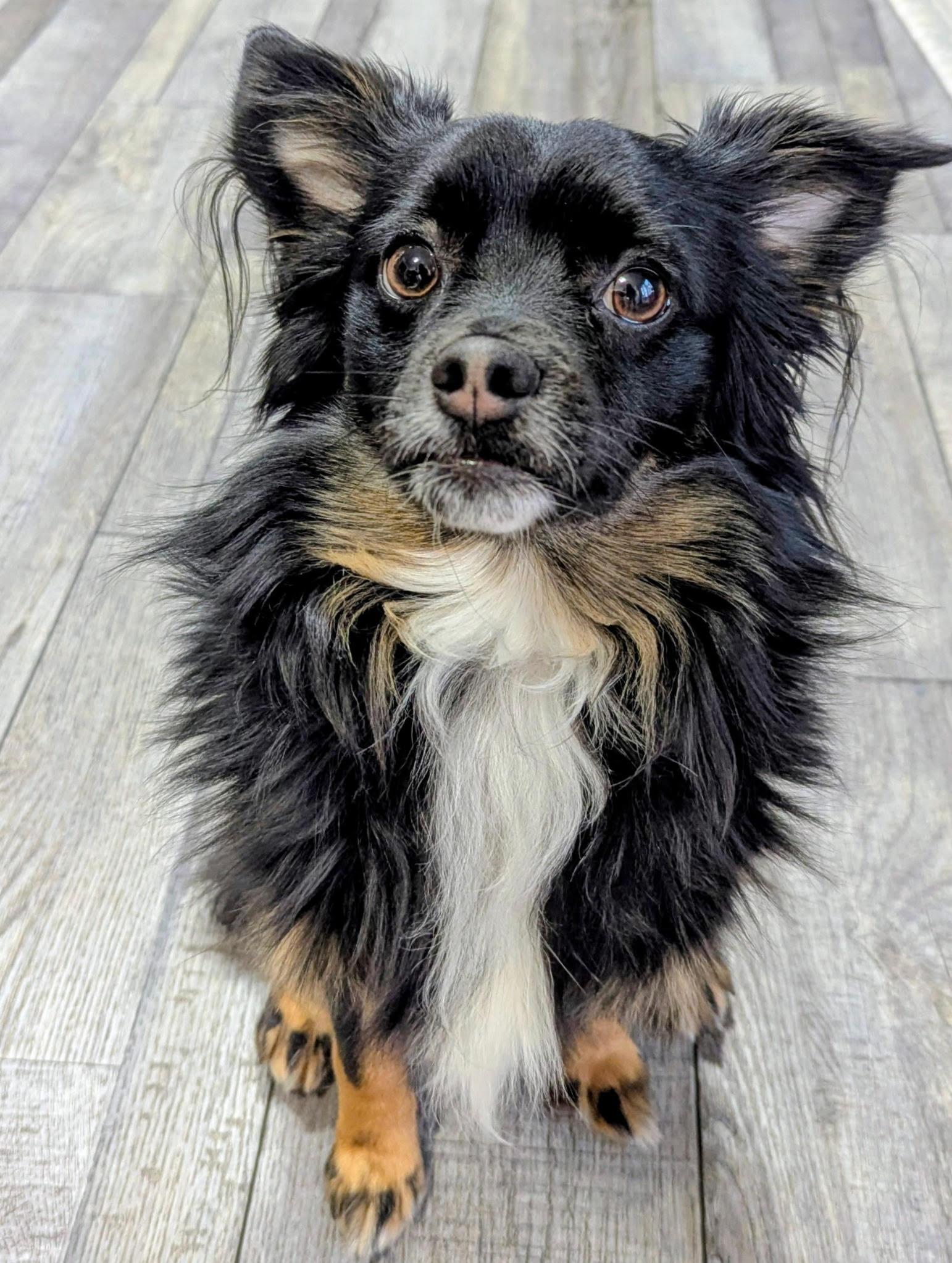 Enlarge Howie, a Adoptable Papillon in Columbia, MD image 1/3