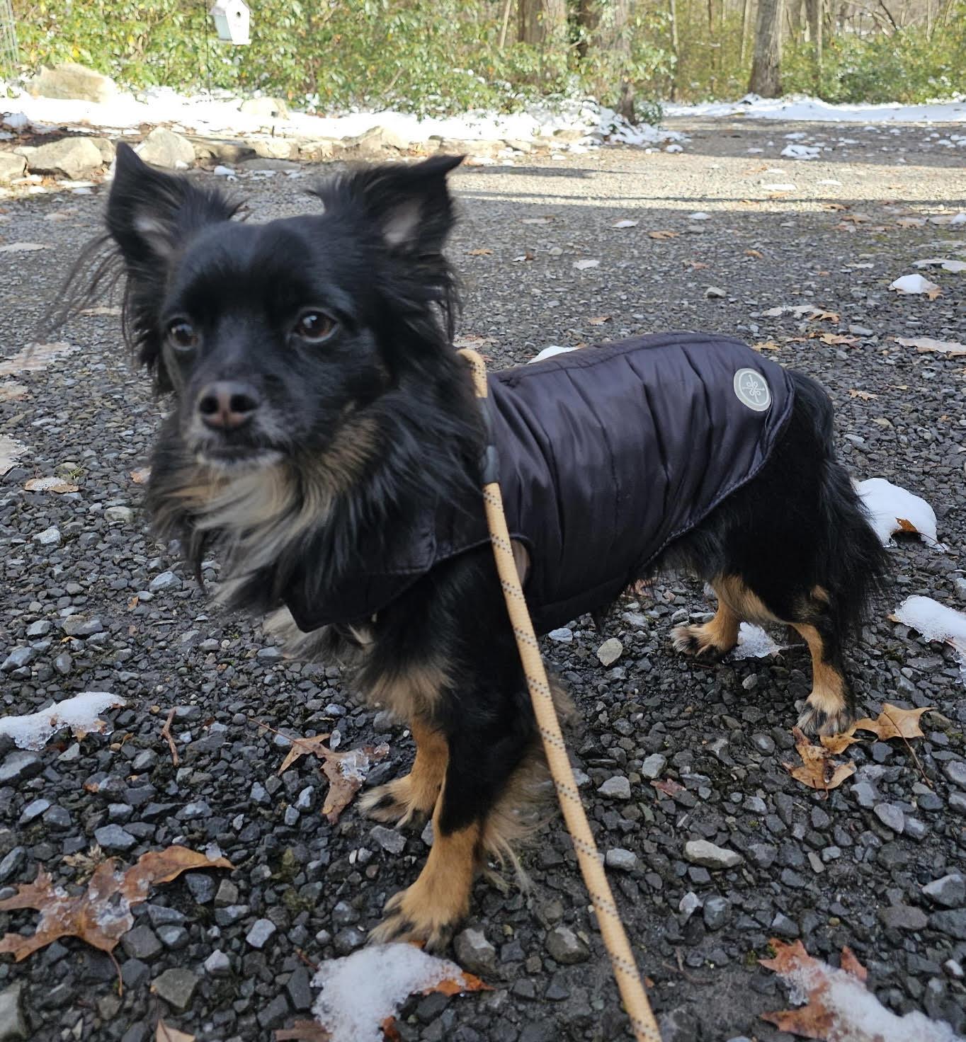 Enlarge Howie, a Adoptable Papillon in Columbia, MD image 2/3