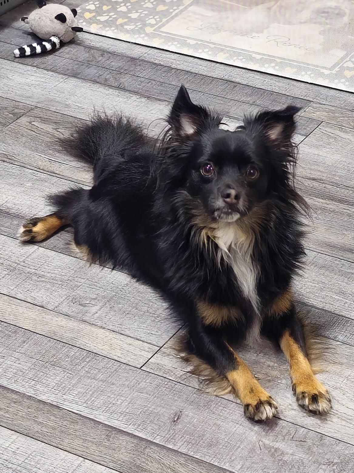 Enlarge Howie, a Adoptable Papillon in Columbia, MD image 3/3