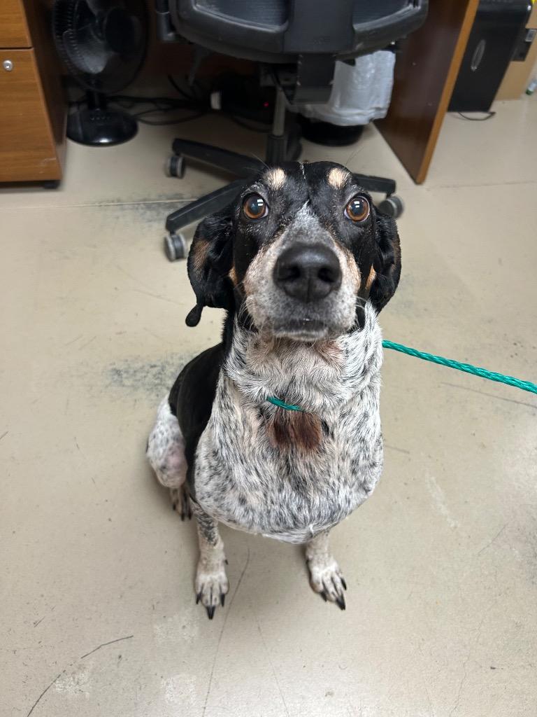 Sweet Pea, Adoptable, Adult Female Hound.