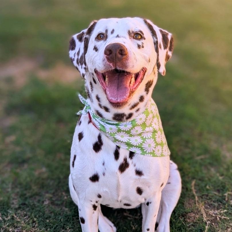 Emerald, Adoptable, Adult Female Dalmatian.