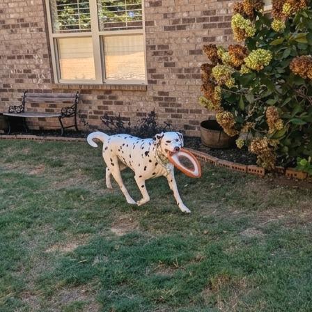 Enlarge Emerald, a Adoptable Dalmatian in Helena, AL image 3/4