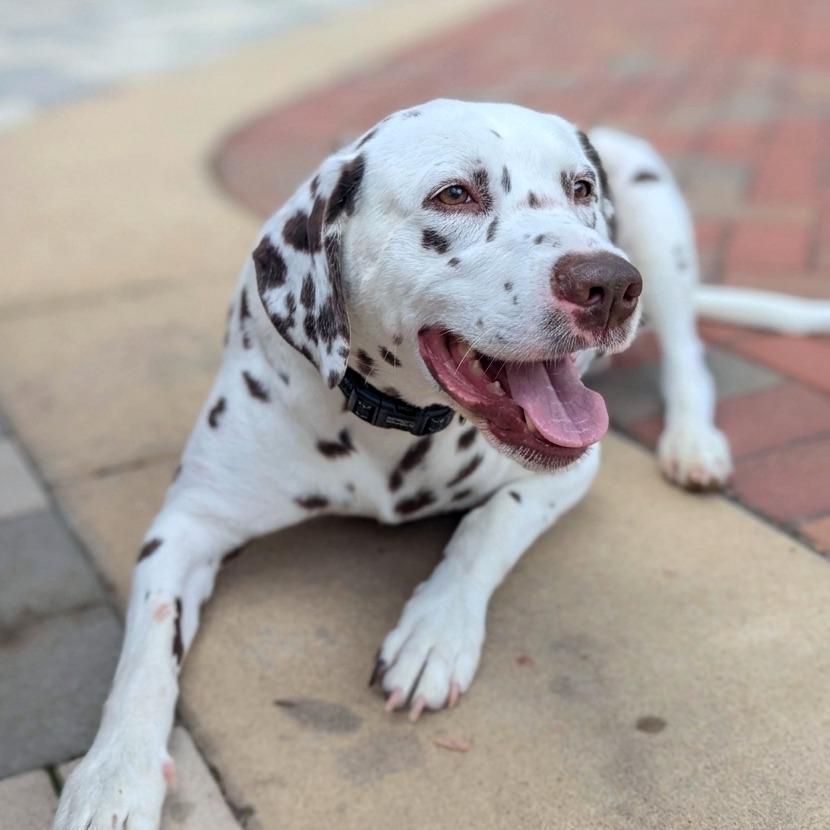 Enlarge Emerald, a Adoptable Dalmatian in Helena, AL image 2/4