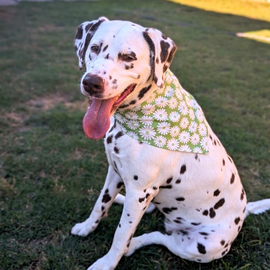 Enlarge Emerald, a Adoptable Dalmatian in Helena, AL image 4/4