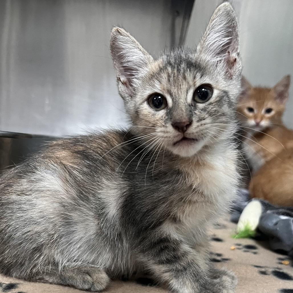 Enlarge Sprout, a Adoptable Domestic Short Hair in Pensacola, FL image 1/1