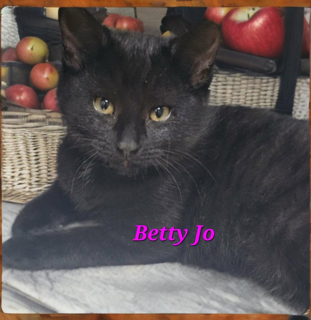 Enlarge Betty Jo, a Adoptable mixed breed in Jim Thorpe, PA image 1/1