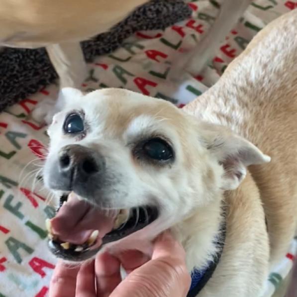 Enlarge Buddy, a Adoptable Chihuahua in Pahrump, NV image 1/1