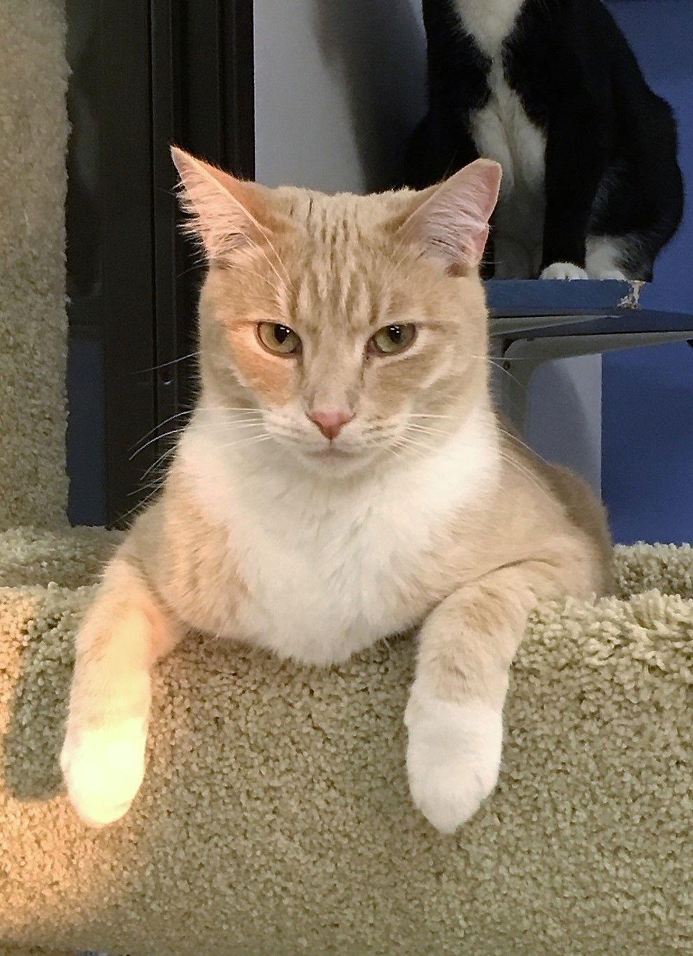 Beamer, a Adoptable Domestic Short Hair in Seal Beach, CA image 2/6