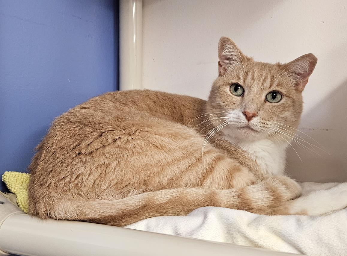 Beamer, a Adoptable Domestic Short Hair in Seal Beach, CA image 3/6