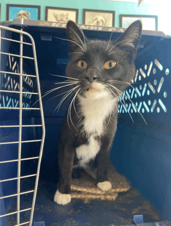 Beau-B, an adoptable Domestic Short Hair in Chicago, IL_image-1
