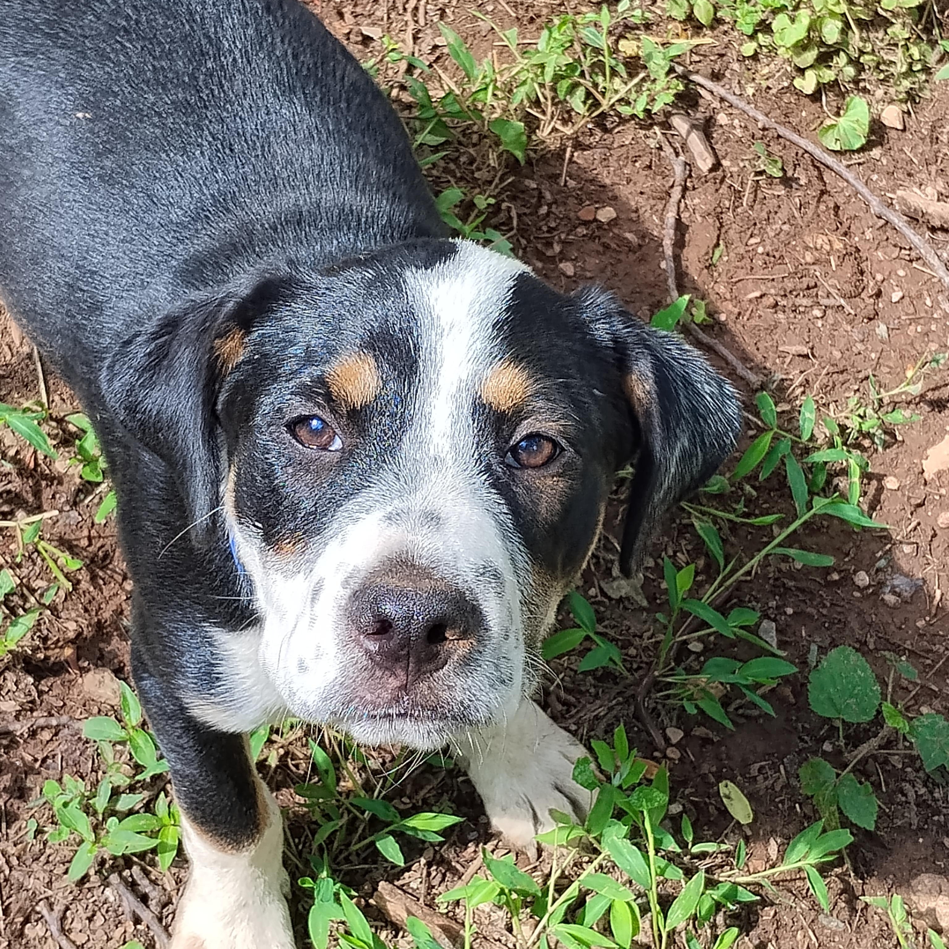 Enlarge Butter Bean, a Adoptable mixed breed in Stuart, VA image 3/3