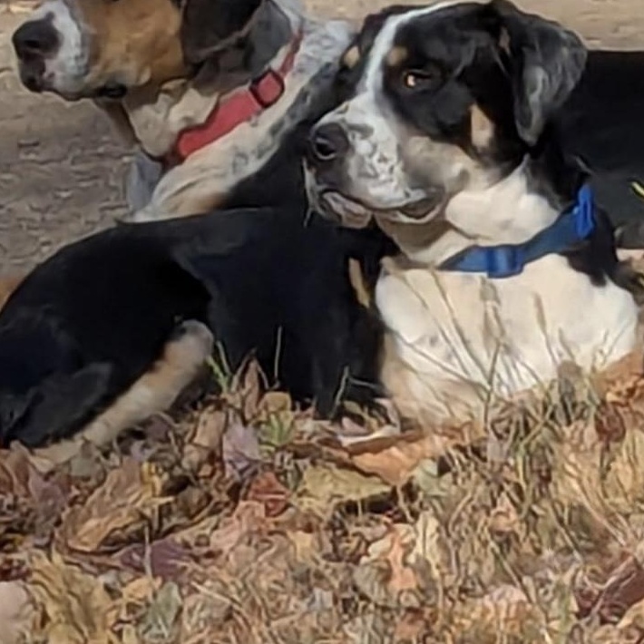 Enlarge Butter Bean, a Adoptable mixed breed in Stuart, VA image 2/3