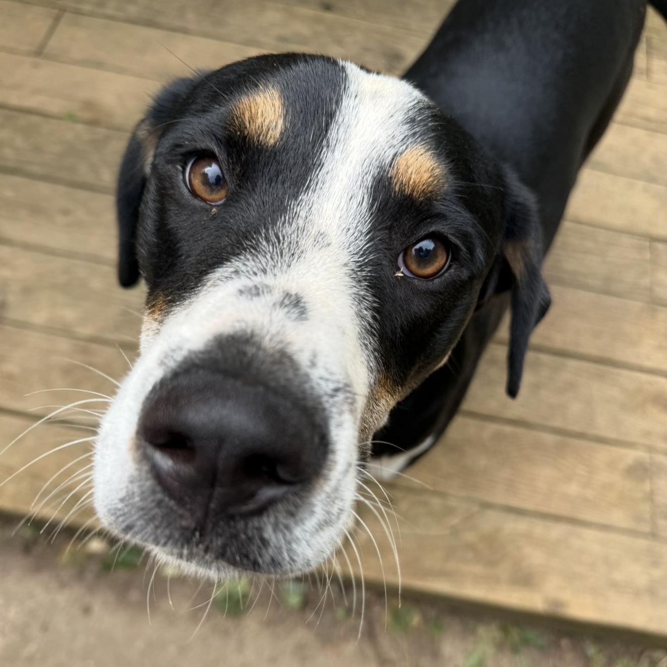 Butter Bean, Adoptable, Young Male Shar-Pei & Hound.
