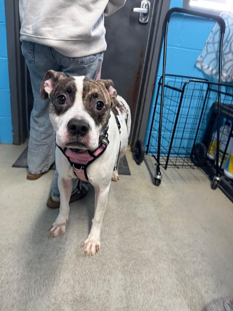 Queenie/Sadie, Adoptable, Adult Female Pit Bull Terrier.