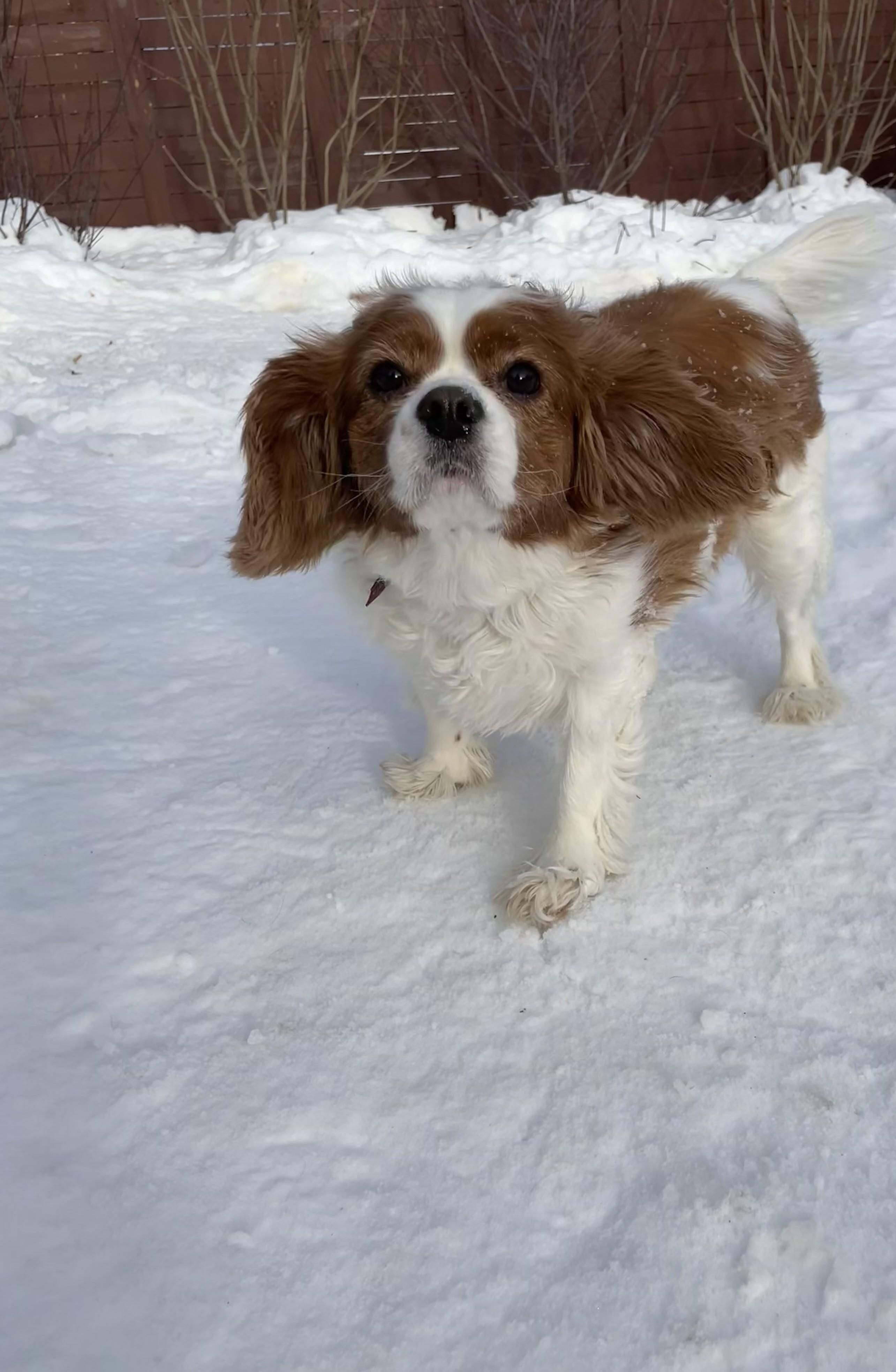 Marco, an adopted Cavalier King Charles Spaniel in Saskatoon, SK image 3/6