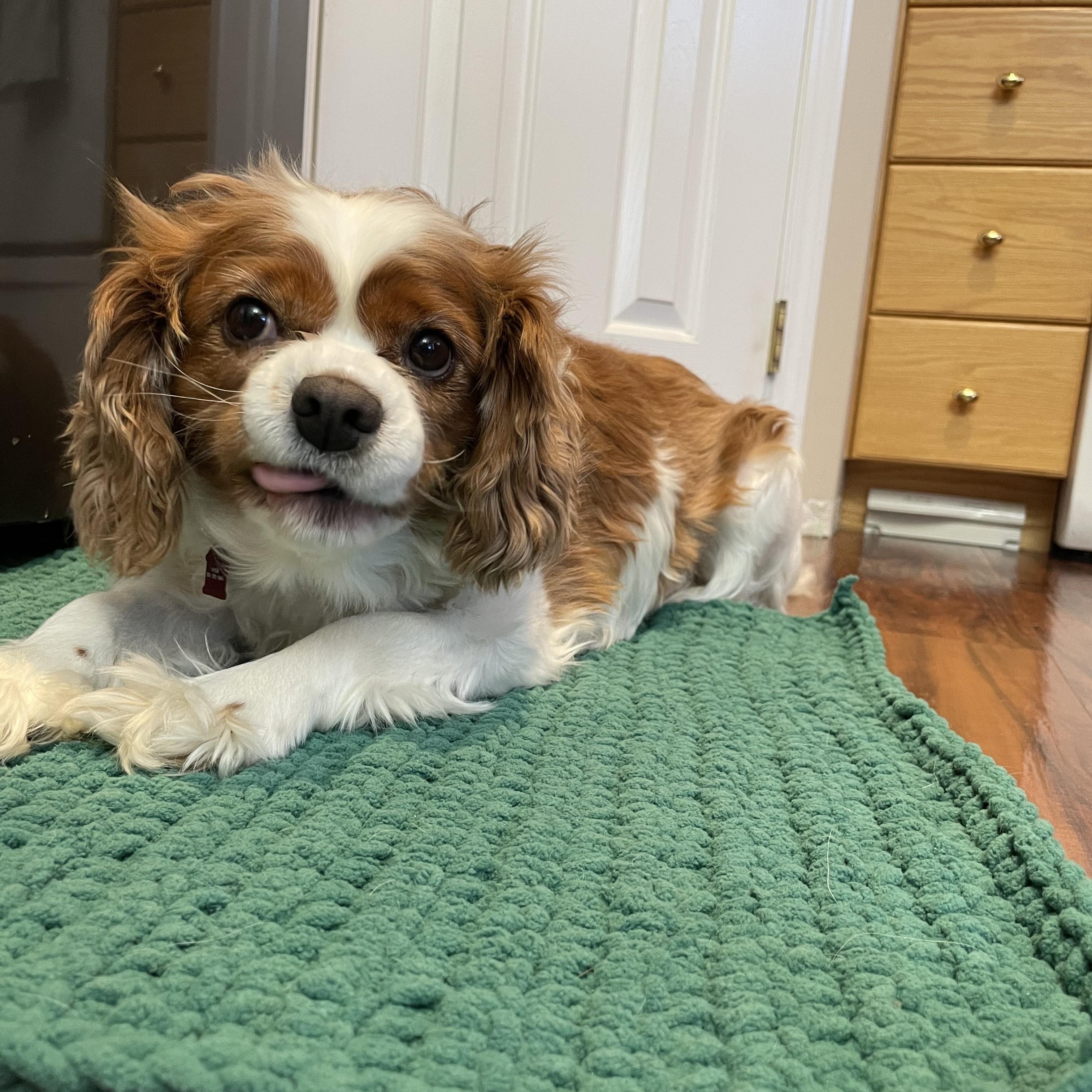Marco, an adopted Cavalier King Charles Spaniel in Saskatoon, SK image 4/6