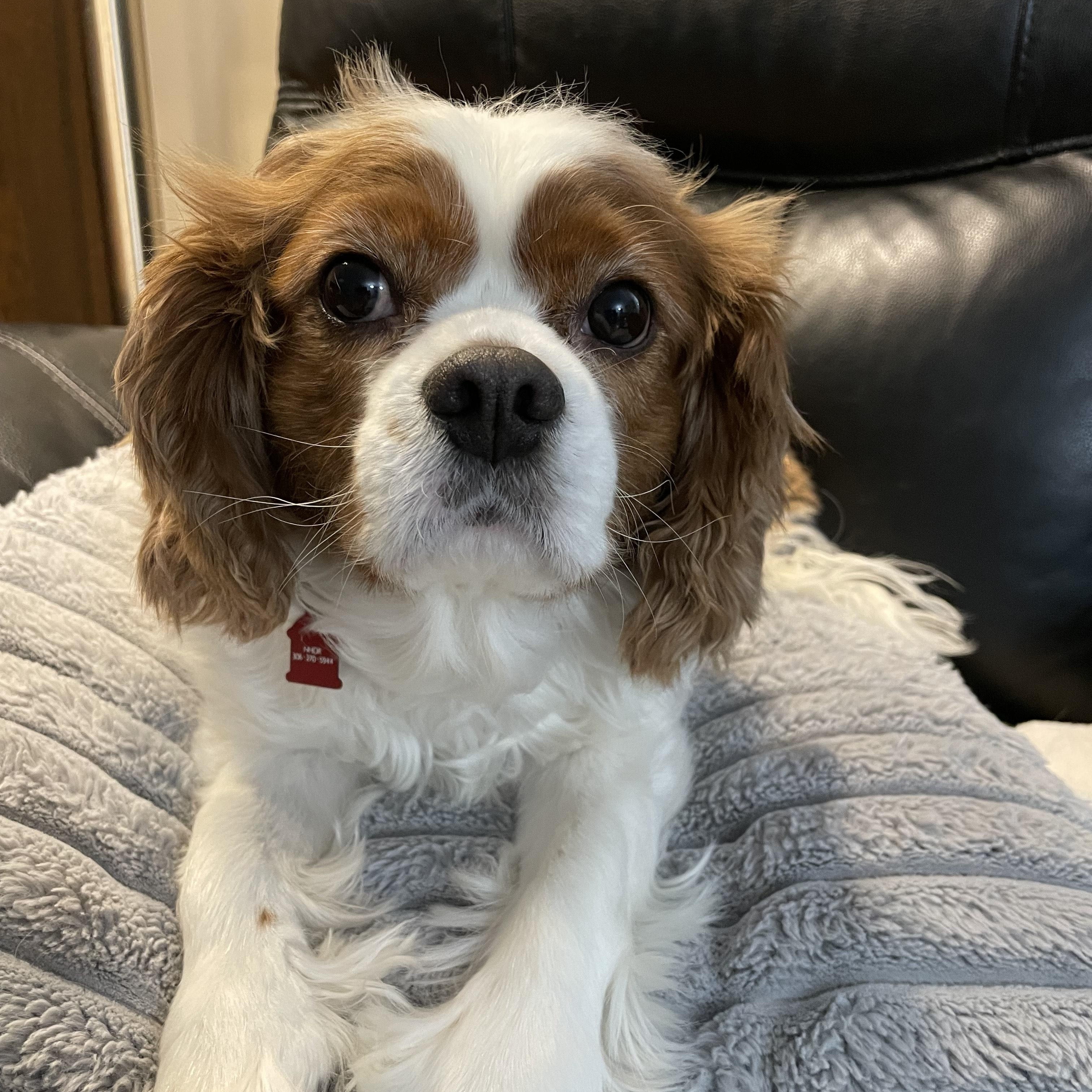 Marco, an adopted Cavalier King Charles Spaniel in Saskatoon, SK image 1/6