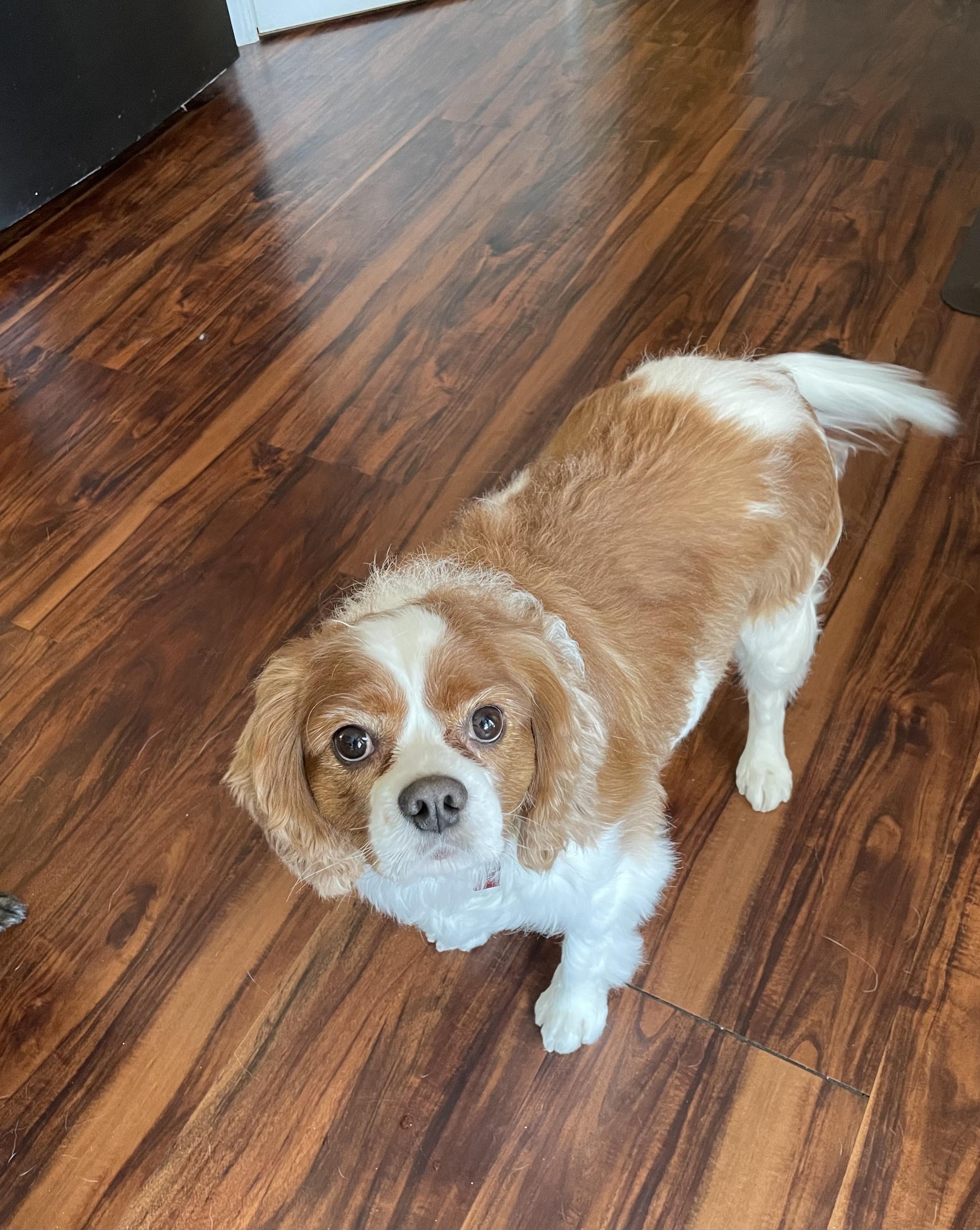 Marco, an adopted Cavalier King Charles Spaniel in Saskatoon, SK image 5/6