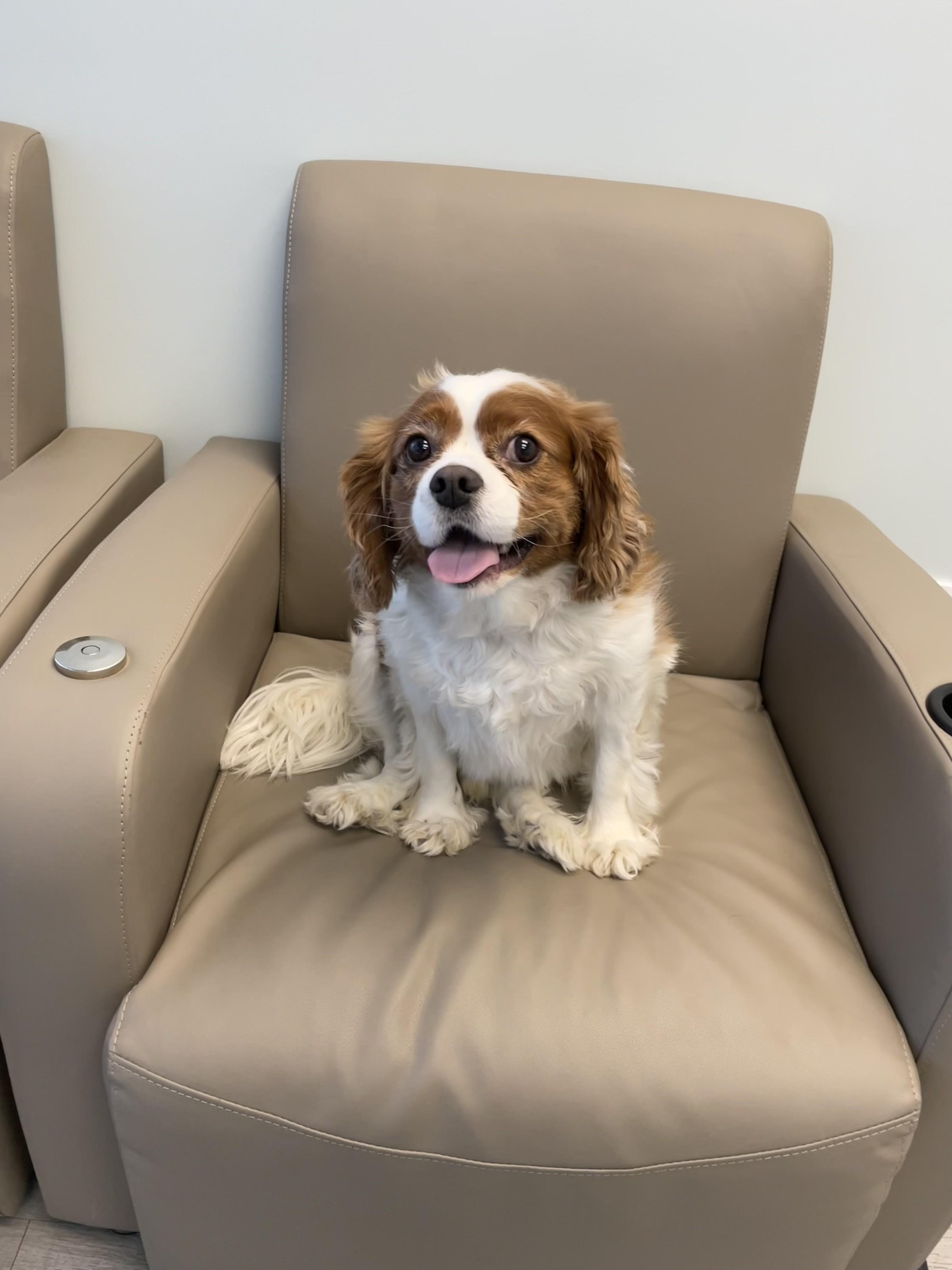 Marco, an adopted Cavalier King Charles Spaniel in Saskatoon, SK image 2/6