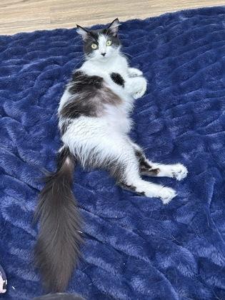 Enlarge Century, a Adoptable mixed breed in Pleasanton, CA image 1/3