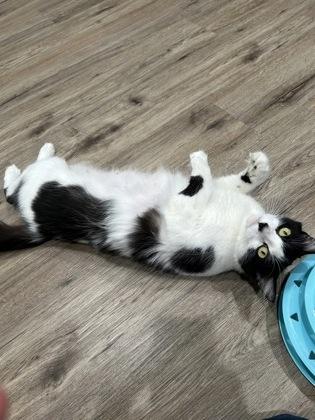 Enlarge Century, a Adoptable mixed breed in Pleasanton, CA image 2/3