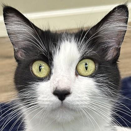 Enlarge Century, a Adoptable mixed breed in Pleasanton, CA image 3/3