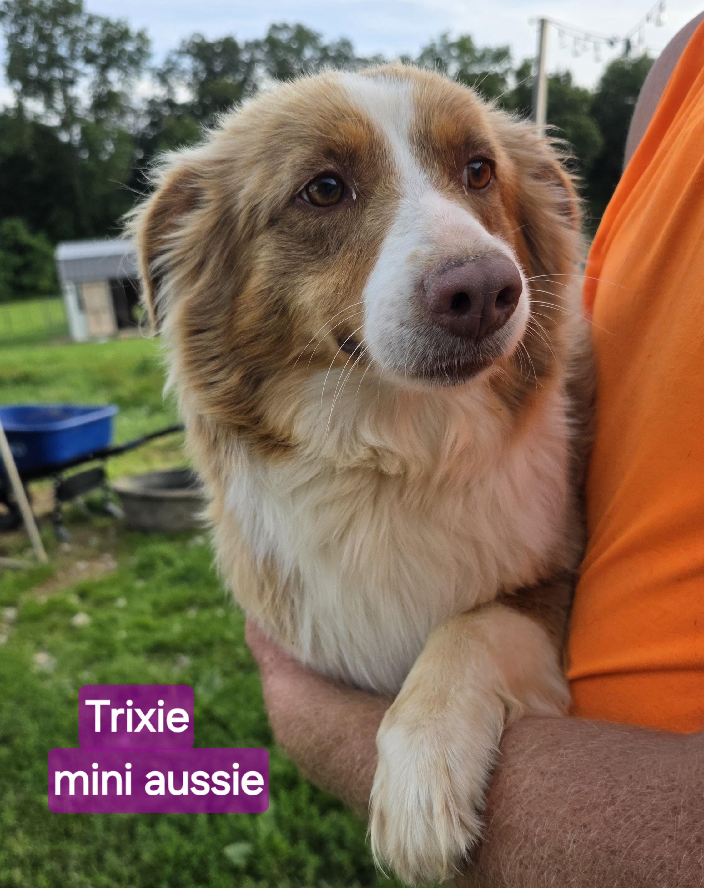 Trixie, Adopted, Young Female Australian Shepherd.