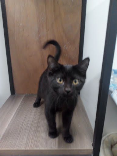 Enlarge Dahlia, a Adopted Domestic Short Hair in Mound, MN image 1/2