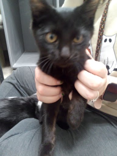 Enlarge Dahlia, a Adopted Domestic Short Hair in Mound, MN image 2/2