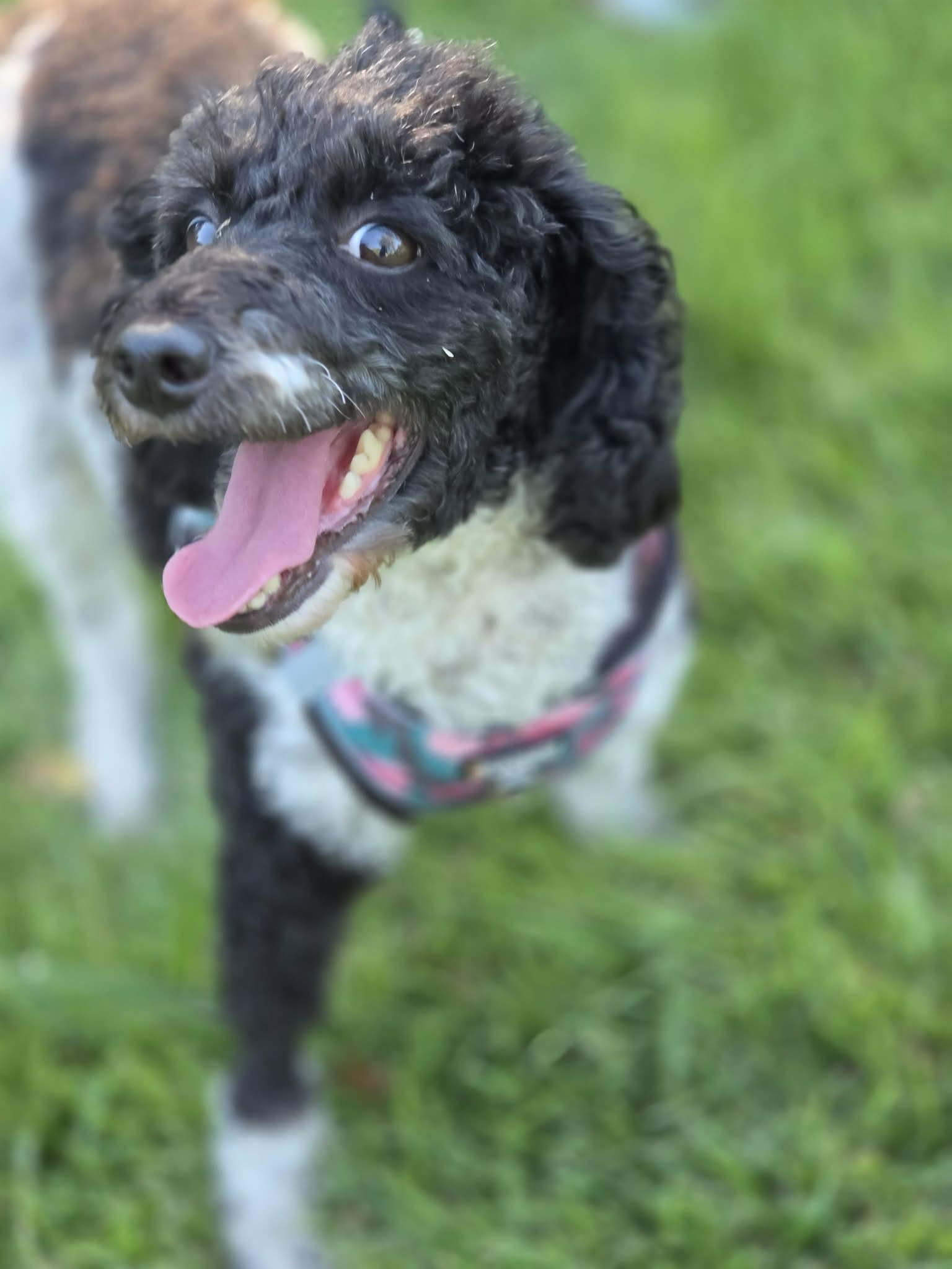 Myla, Adopted, Adult Female Poodle.