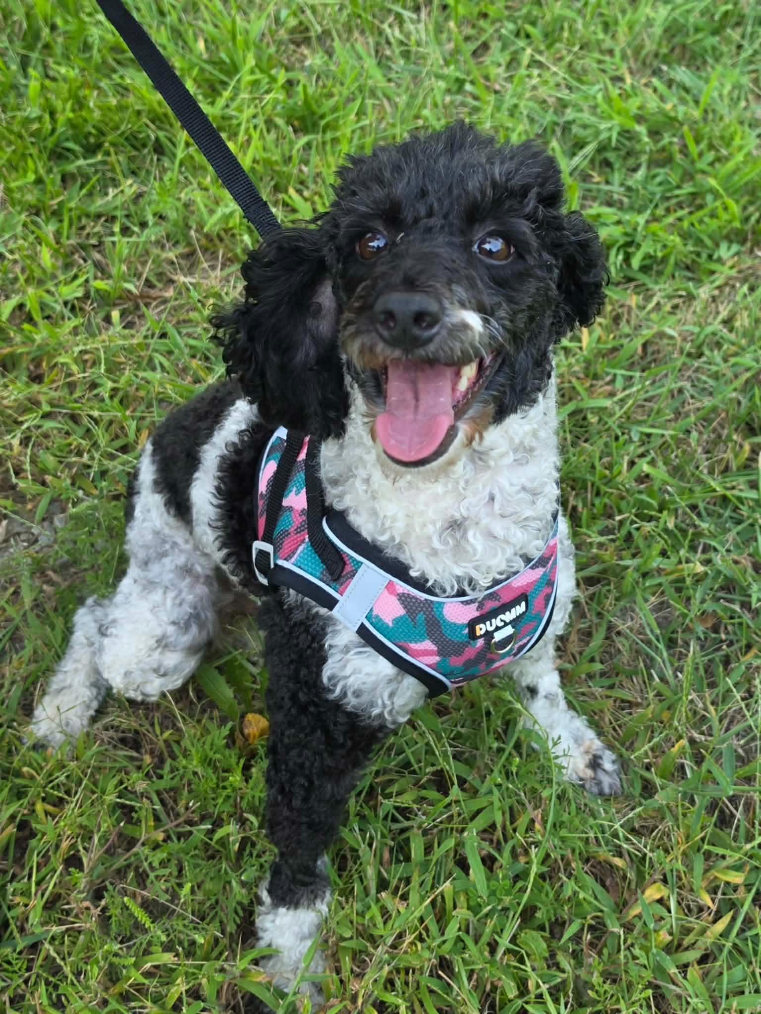 Enlarge Myla, a Adopted Poodle in Lee's Summit, MO image 2/3