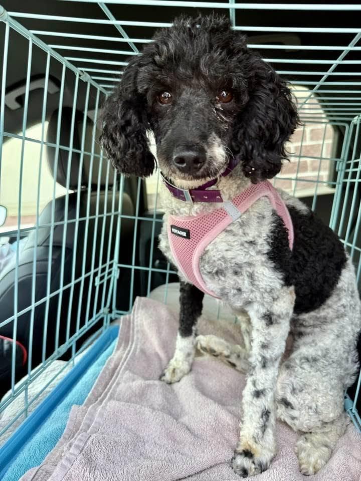 Enlarge Myla, a Adopted Poodle in Lee's Summit, MO image 3/3